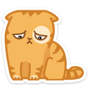 cat11    {cat11} {cat11}